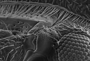 Biomimetyczne zastosowania w sensoryce